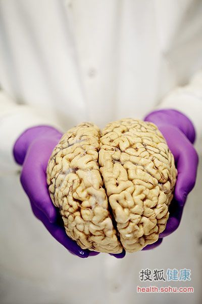 揭秘大脑解剖全过程
